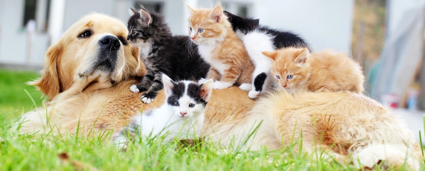 These Are the Most Pet-Obsessed Americans