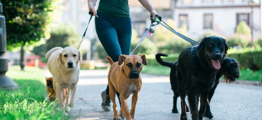 How Pet Liability Insurance for Renters Works