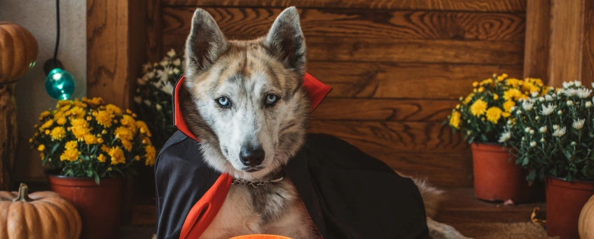 Nearly Half of Millennials Admit Making Halloween Purchases For Social Media Posts